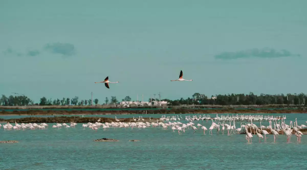 Flamencs al Delta de l'Ebre.