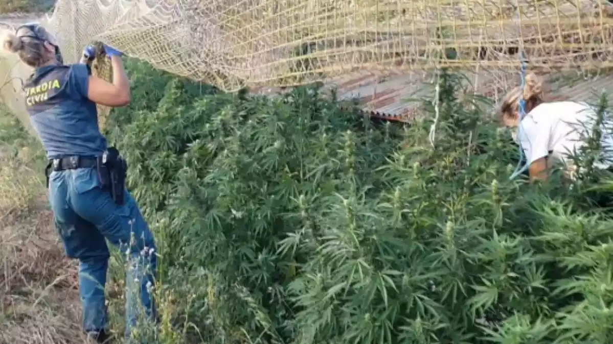Plantació de marihuana a Cabra del Camp