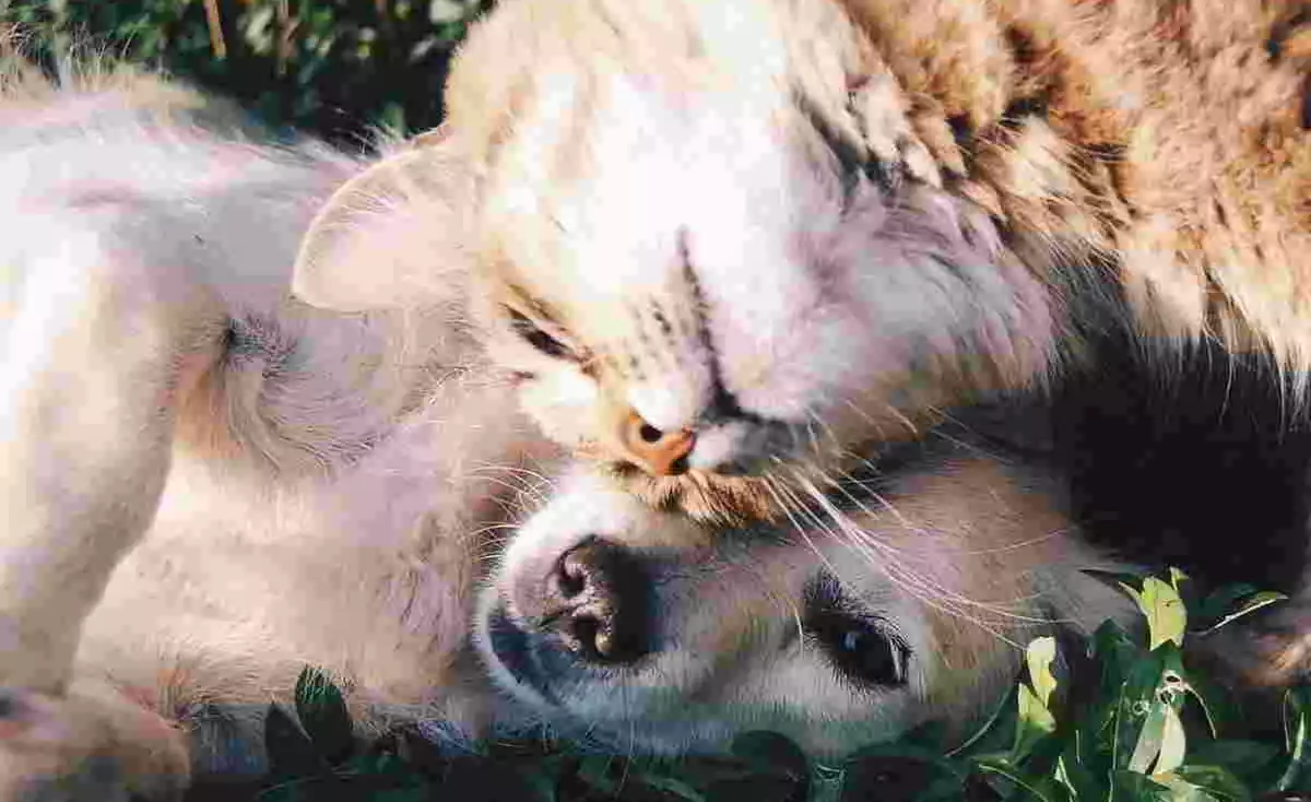 Un gos i un gat jugant en la gespa