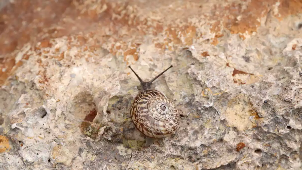 Un cargol serp a la muralla romana de Tarragona