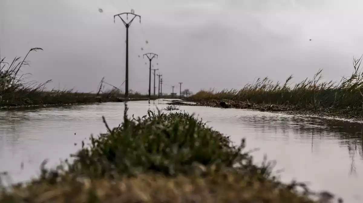 El paisatge desolador al Delta de l'Ebre després dels aiguats en imatges