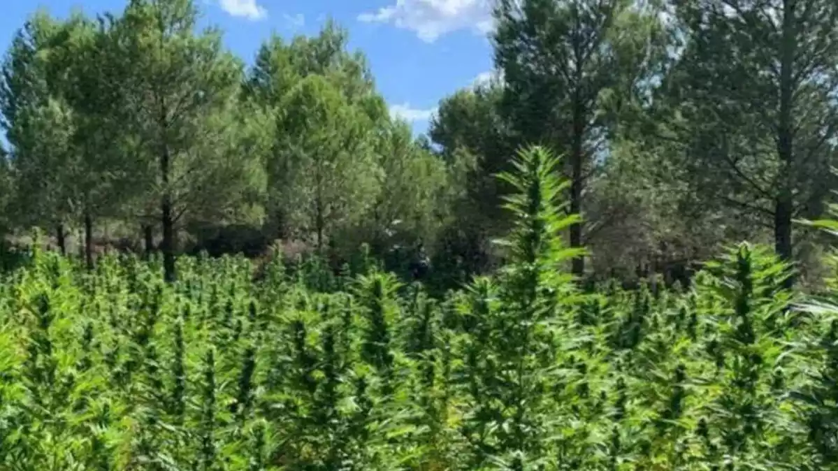 Plantació de marihuana a Lilla