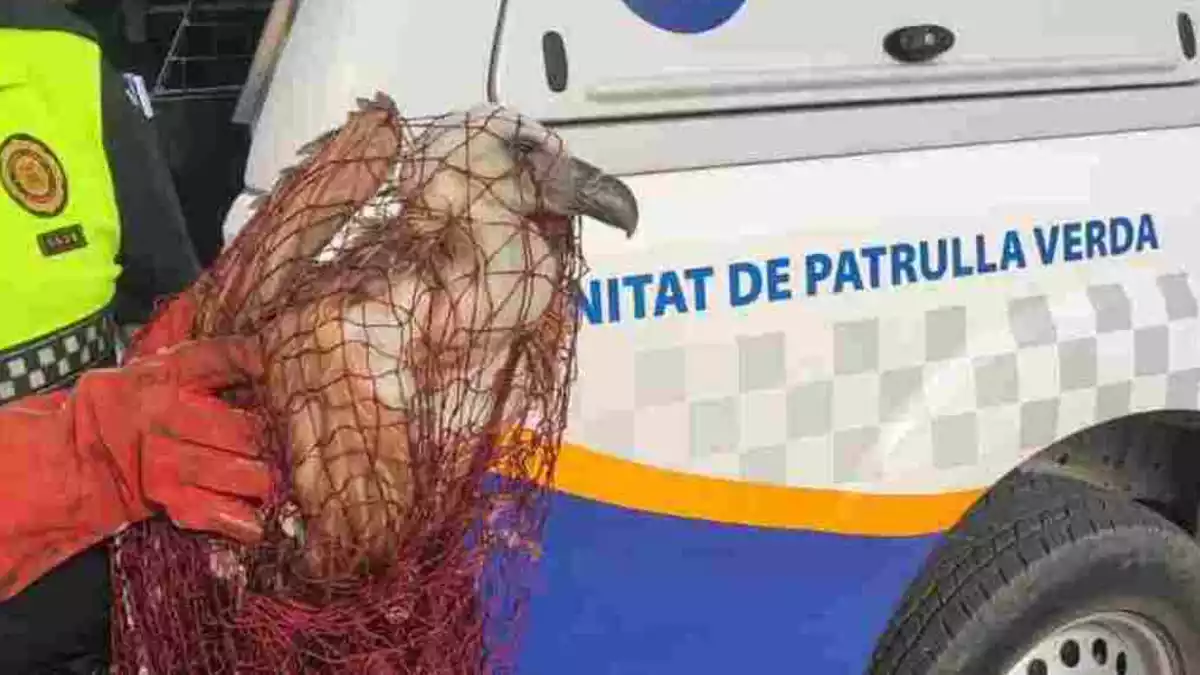 Imatge d'un agent policial, amb el voltor rescatat a Cambrils