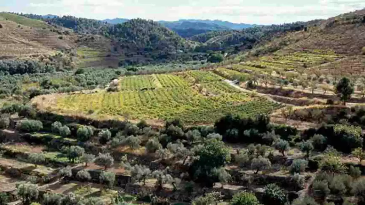 Una de les zones agrícoles que han passat per la intermediació del Banc de Terres del Priorat.