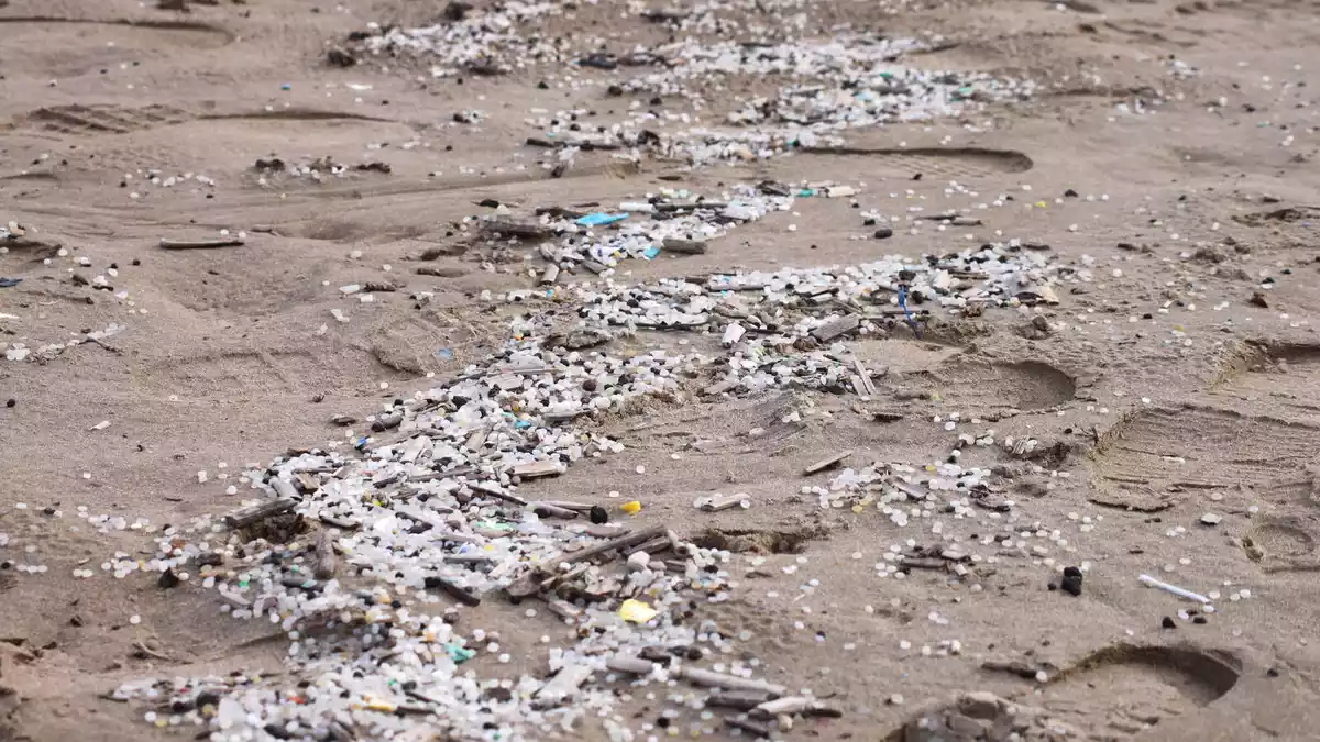 Concentració de 'pellets' de plàstic a la sorra de la platja de la Pineda