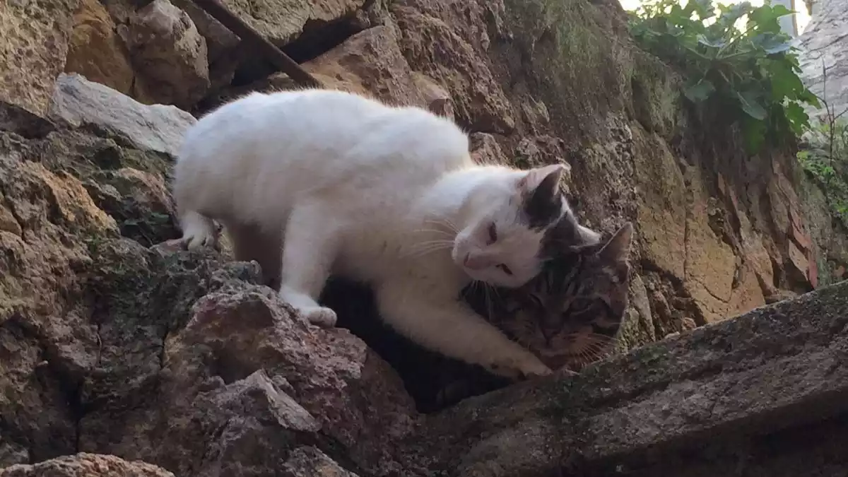 Dos gats a les muralles de Tarragona