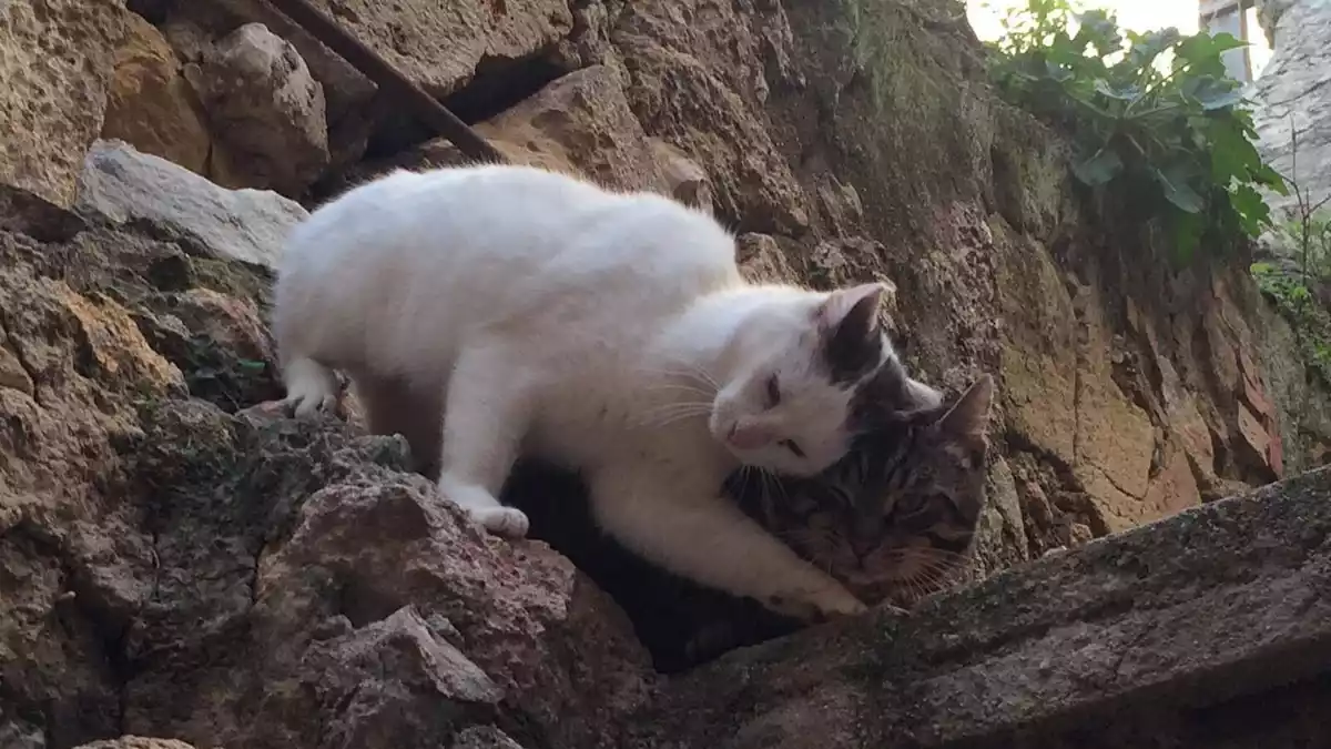 Dos gats a les muralles de Tarragona