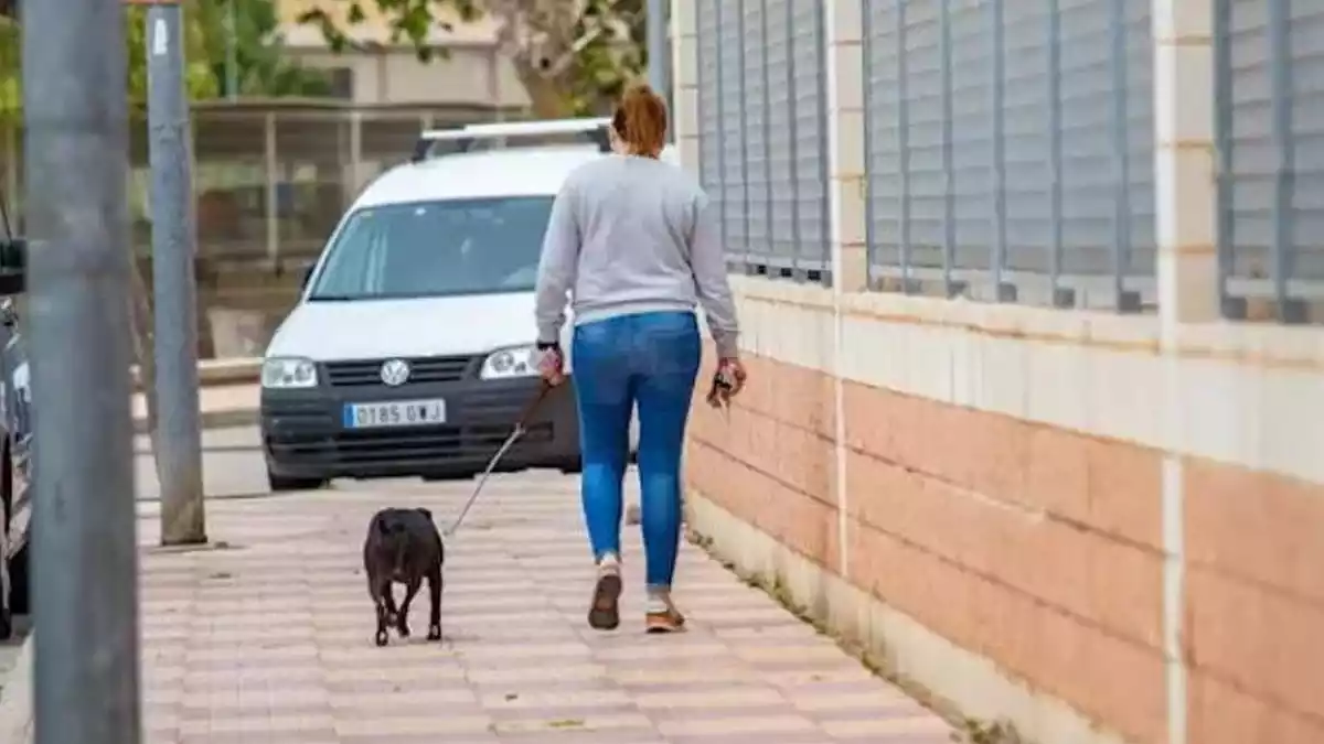 Cullera, en la Ribera (València), obliga a netejar amb aigua i sabó els orines dels gossos
