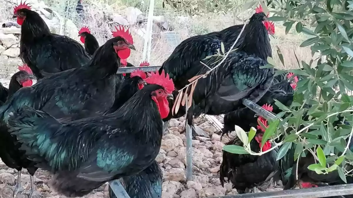 Gall negre del Penedès