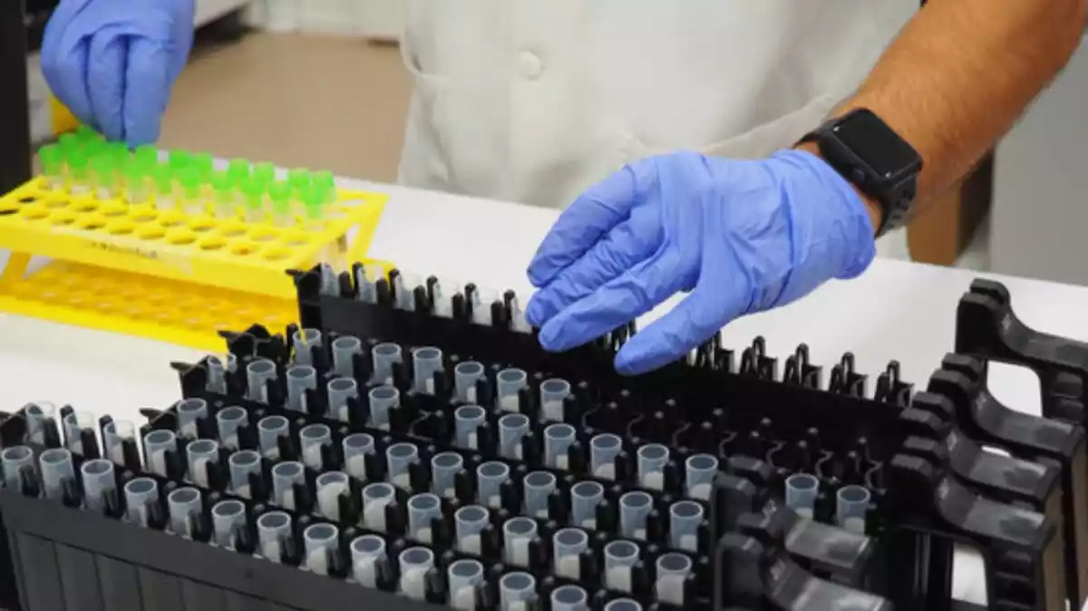 Pla obert de diverses mostres PCR a punt per entrar a la nova màquina que permet processar més ràpidament al laboratori de l'ICS Girona, el 2 d'octubre de 2020