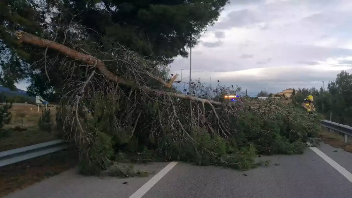 Un arbre caigut pel fort vent a Viladecavalls