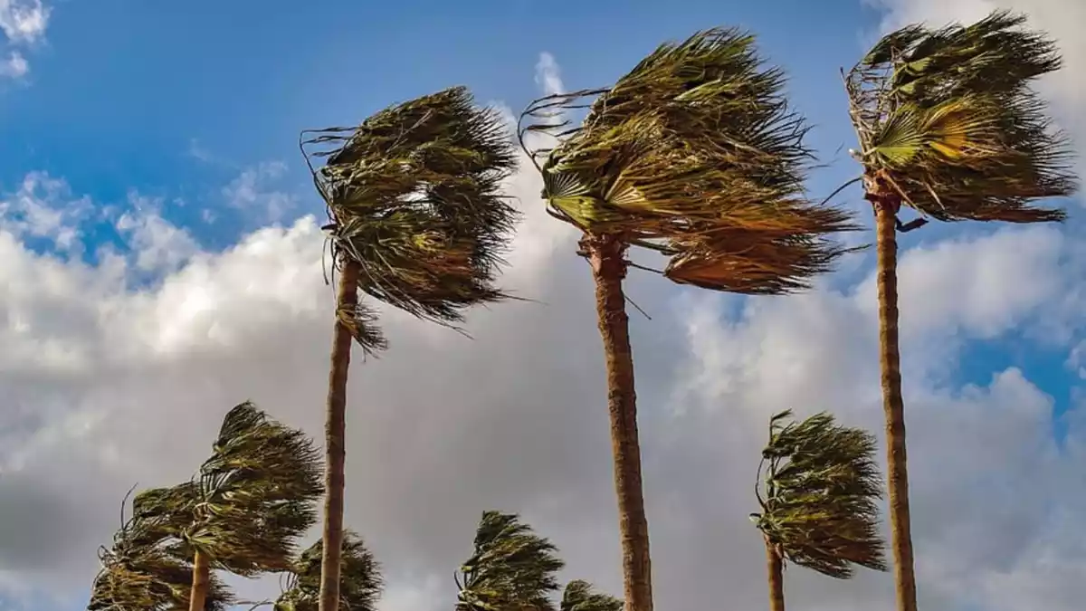 Imatge d'unes palmeres davant d'una forta ventada
