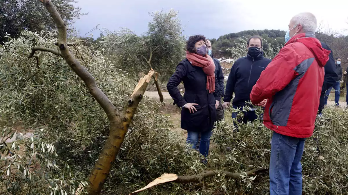 Pla mitjà on es pot veure a la consellera d'Agricultura, Teresa Jordà, durant una visita a un camp d'oliveres