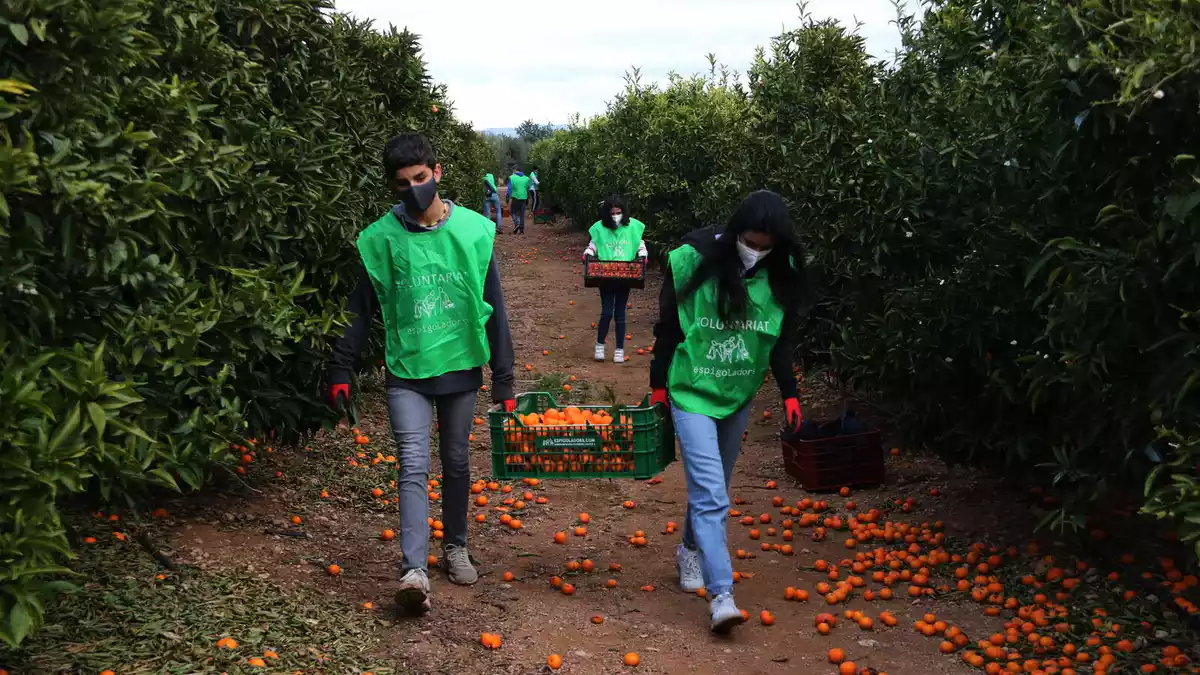 Voluntaris portant caixes de mandarines durant l'espigolada organitzada en una finca de Santa Bàrbara