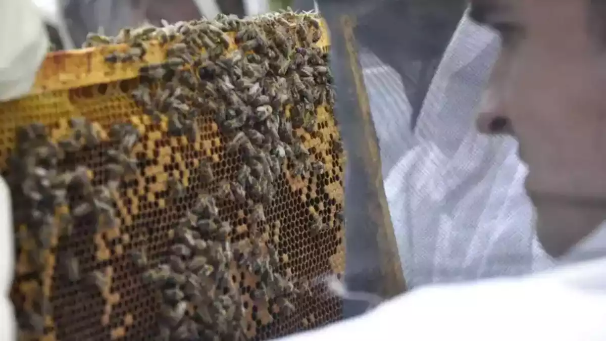 Un apicultor amb abelles al davant.