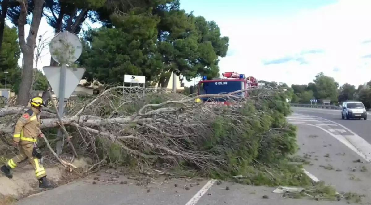 Imatge d'un arbre caigut pel vent en una carretera catalana