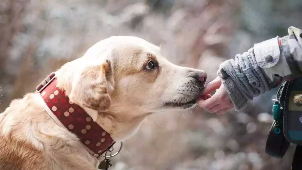 Imatge d'un gos agafant menjar d'una mà