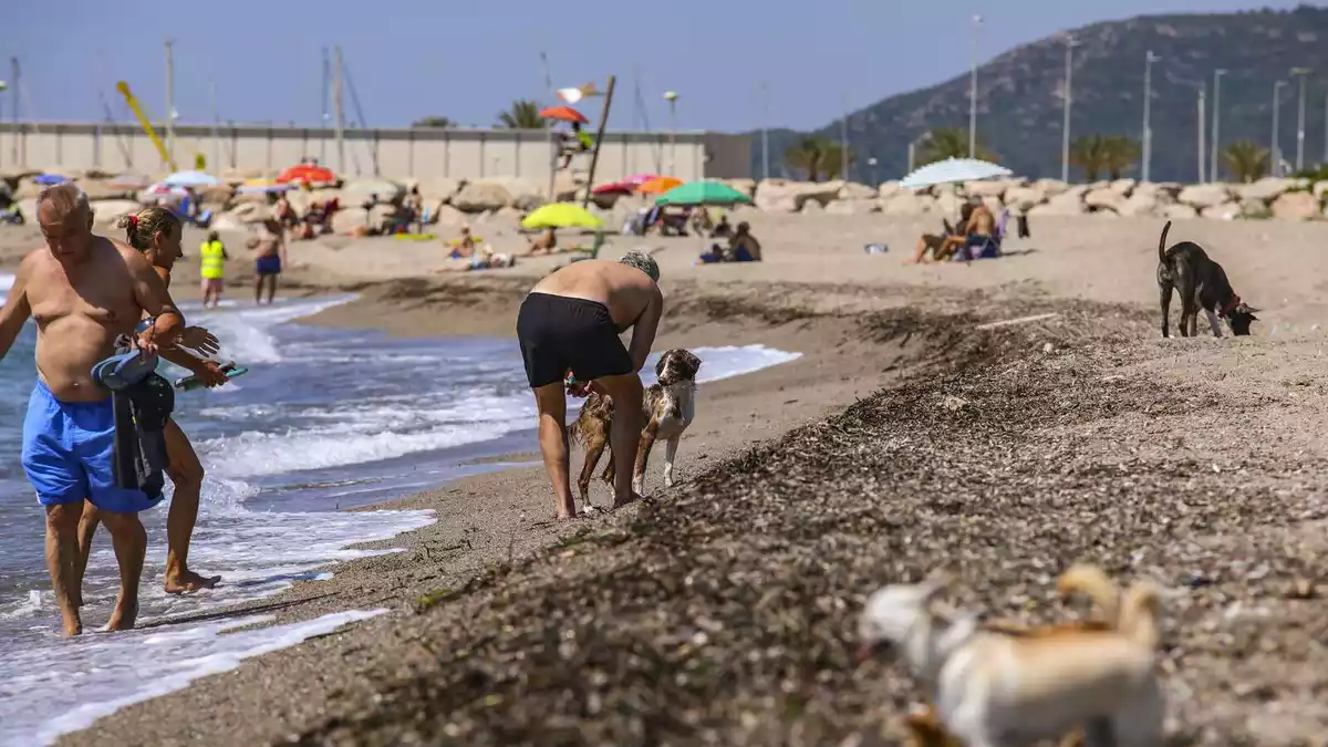 La platja per a gossos de Mont-roig.
