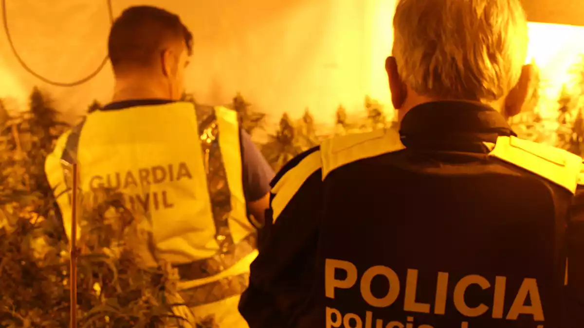 Un agent de la Guàrdia Civil i un de la policia local, a la plantació indoor de marihuana desmantellada a Roda