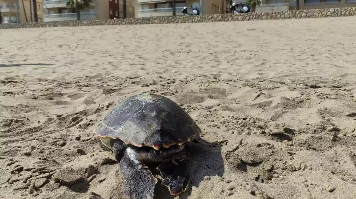 La tortuga babaua que s'ha trobat mort a Calafell.