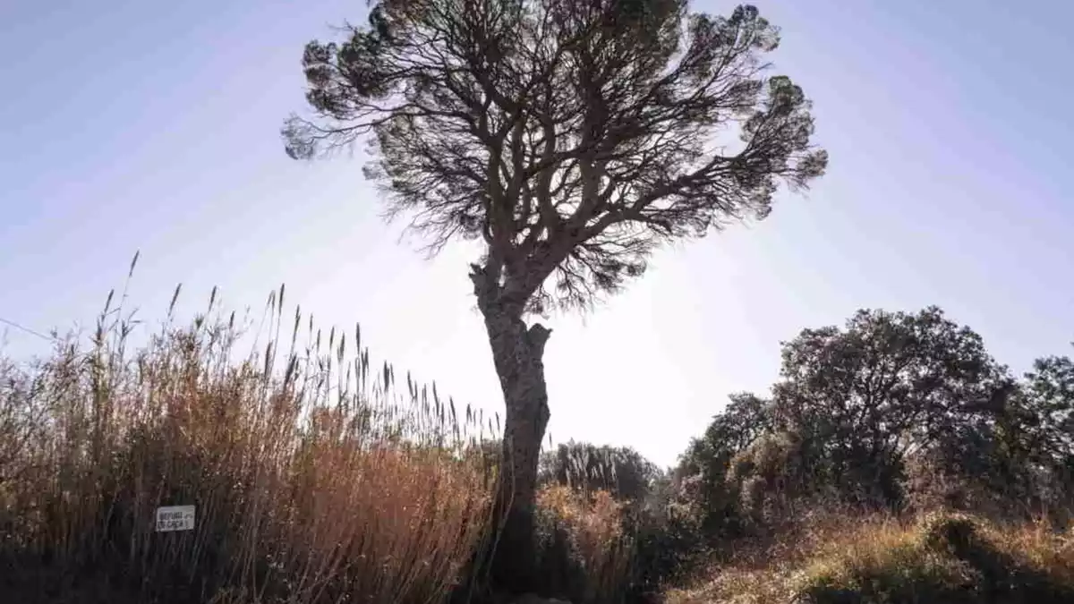 Imatge del Pi del Burgar, un arbre catalogat al barranc del mateix nom, a Reus