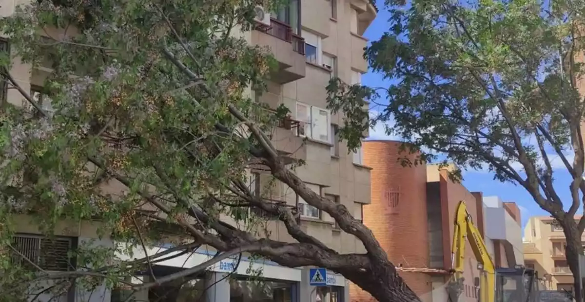 L'arbre que ha caigut al carrer de Sant Jordi.