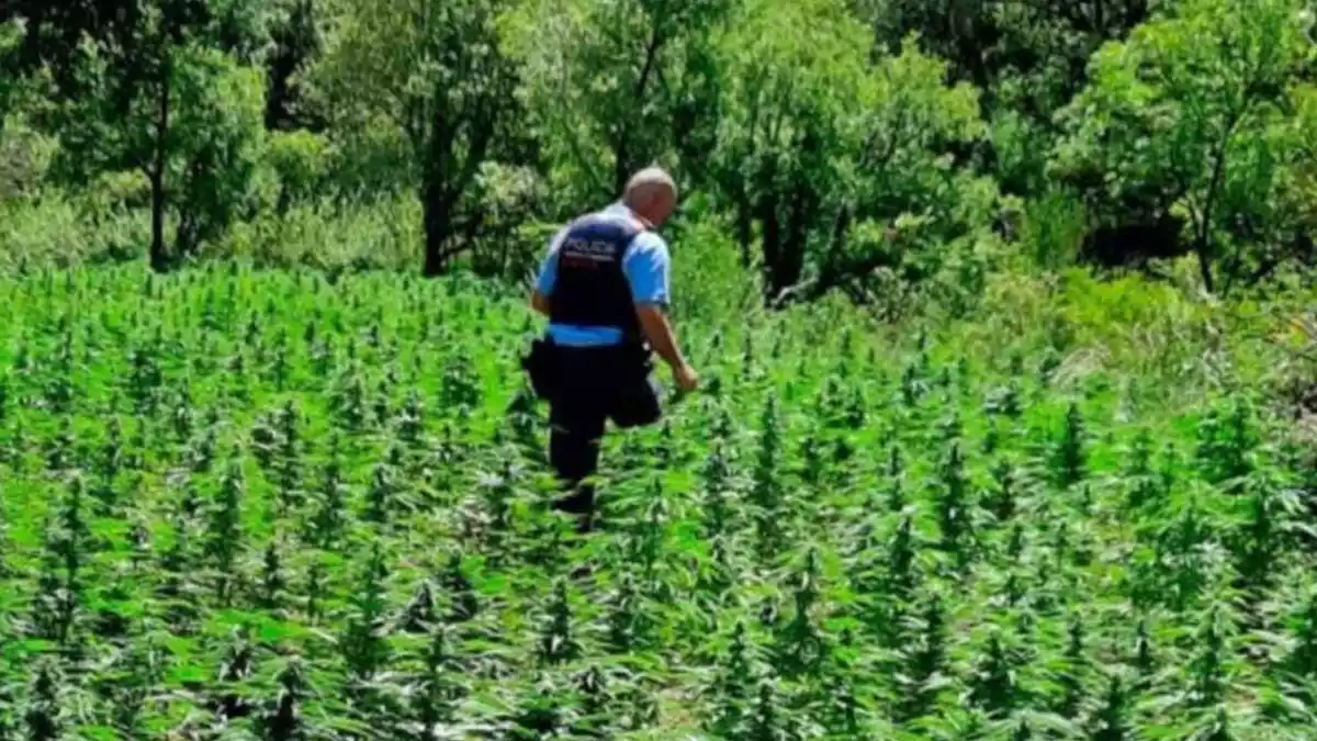 Agent dels mossos dins d'una plantació de marihuana