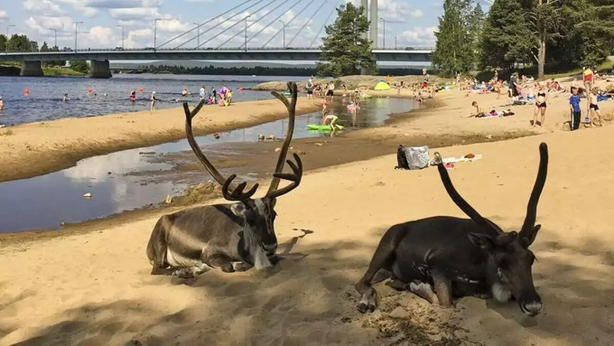 Los pobres renos intentan aliviar el calor bajo la sombra de un pino en una playa de Helsinki