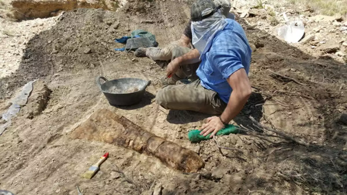 Aspecte d'un os de l'avantbraç d'un titanosaure, una ulna, recuperat al jaciment arqueològic de les Gavarres, a Isona
