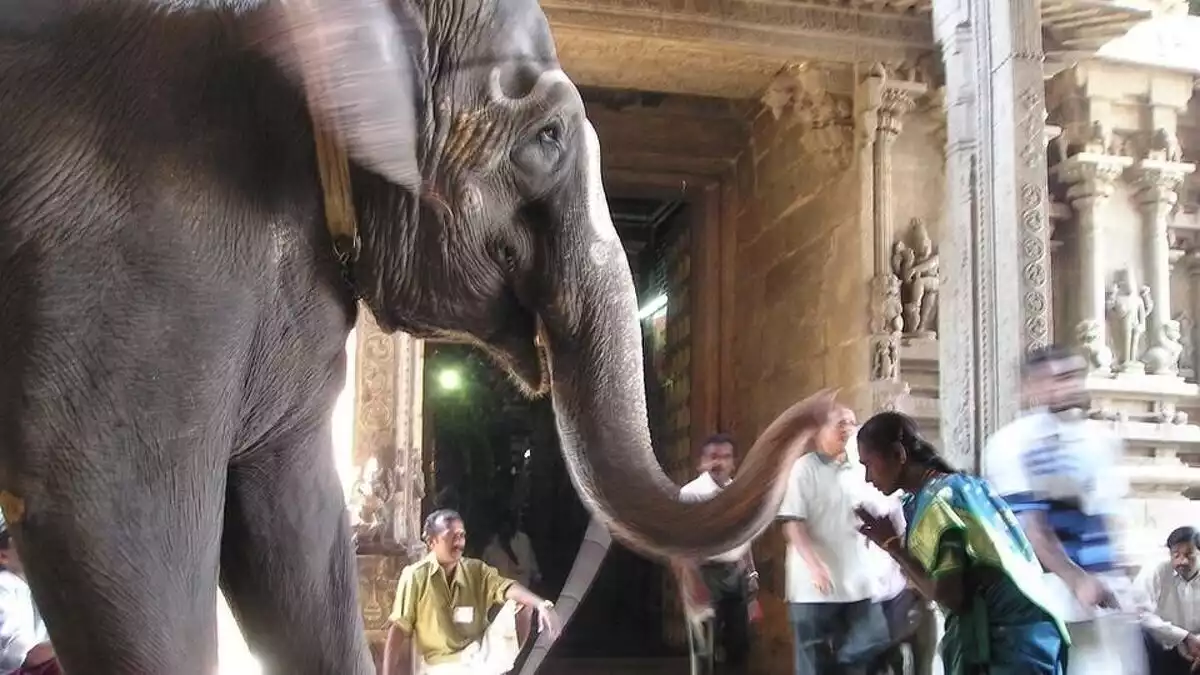 L'elefant va embogir embastint a diverses persones a Sri Lanka