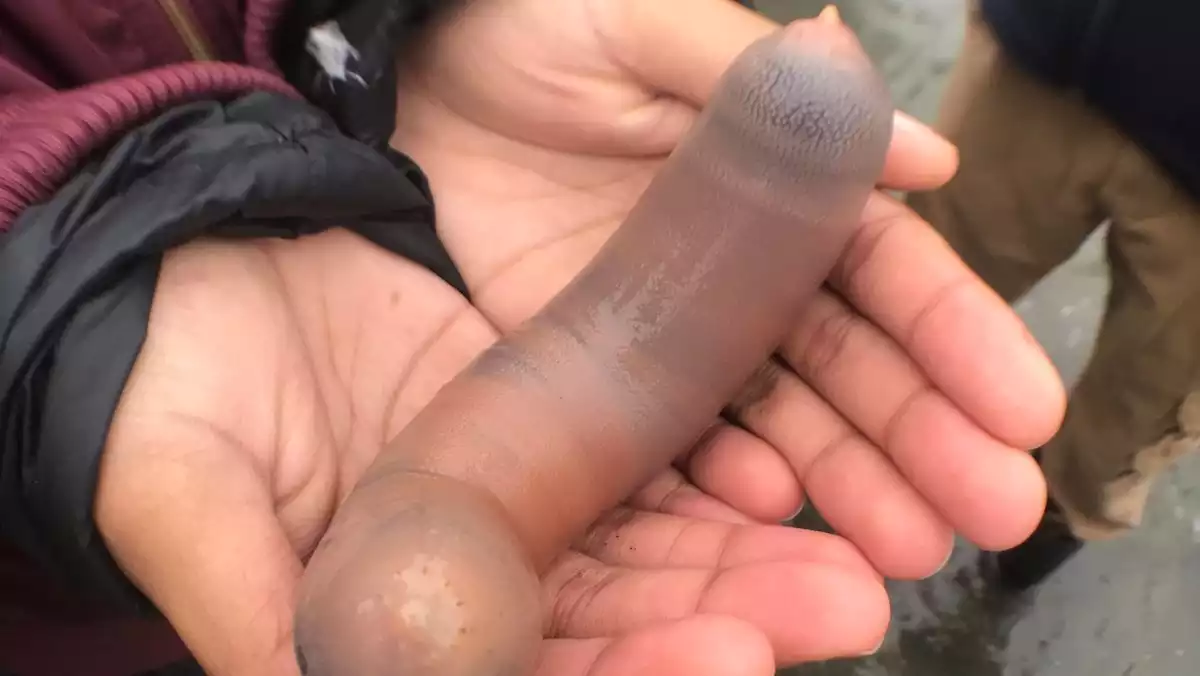 Milers de cucs 'peix penis' han aparegut a una platja al nord de Califòrnia
