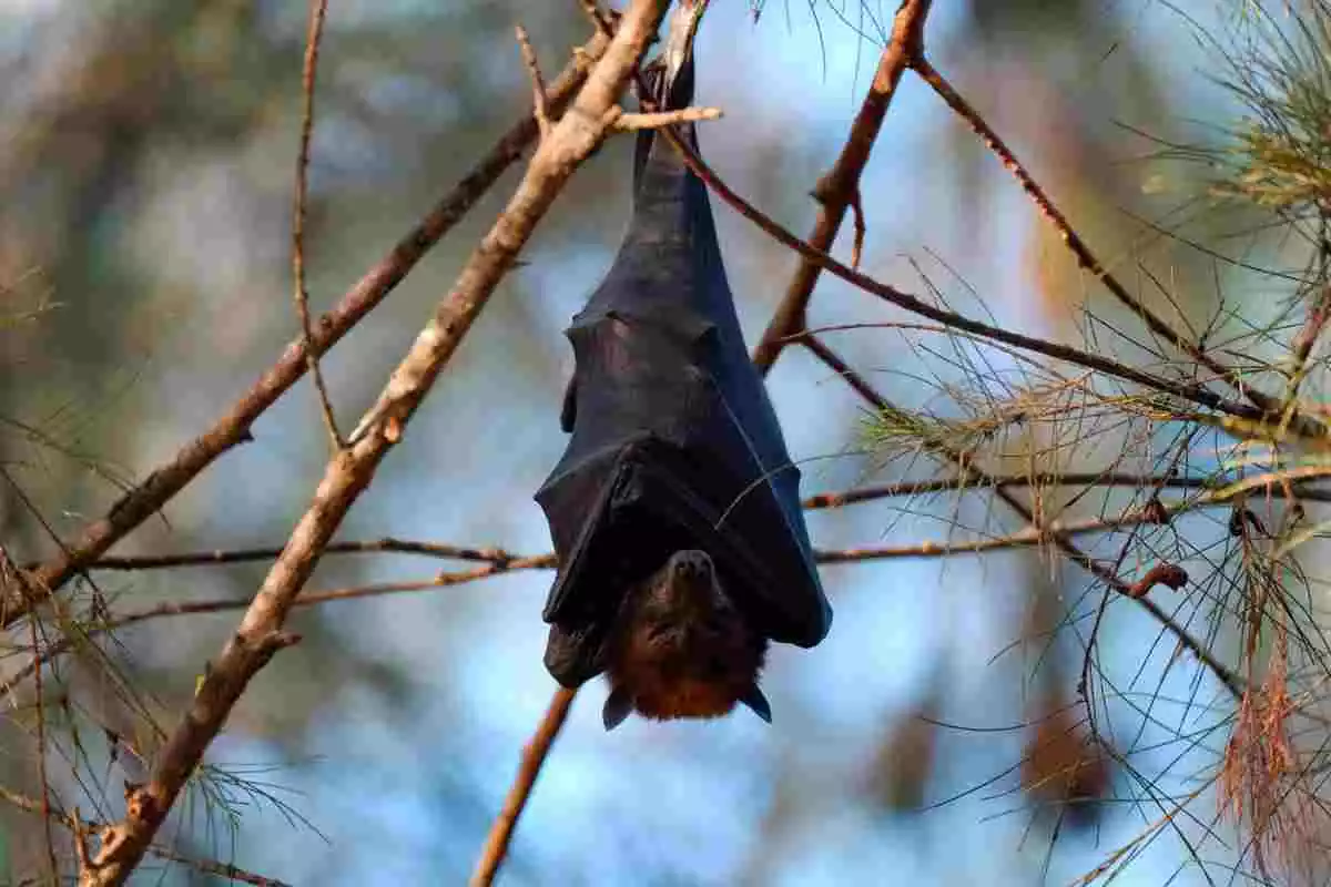 Imagen de archivo de un murciélago