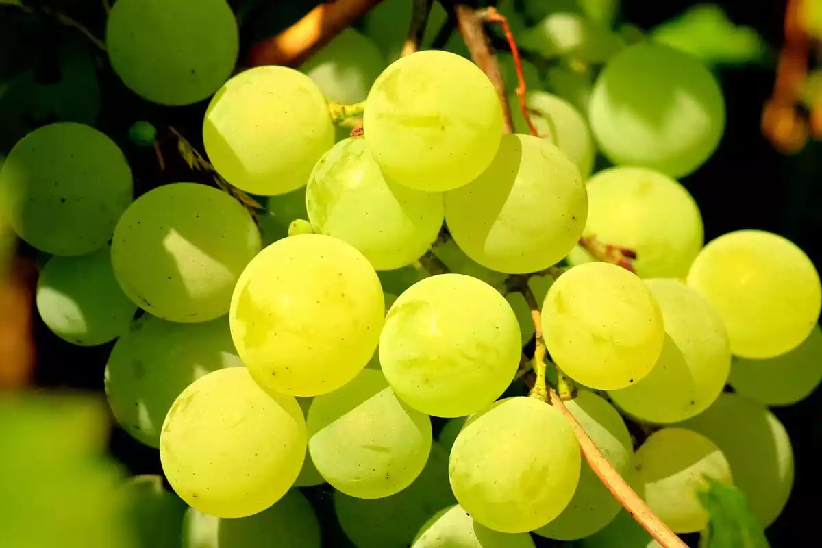 Racimo de uvas