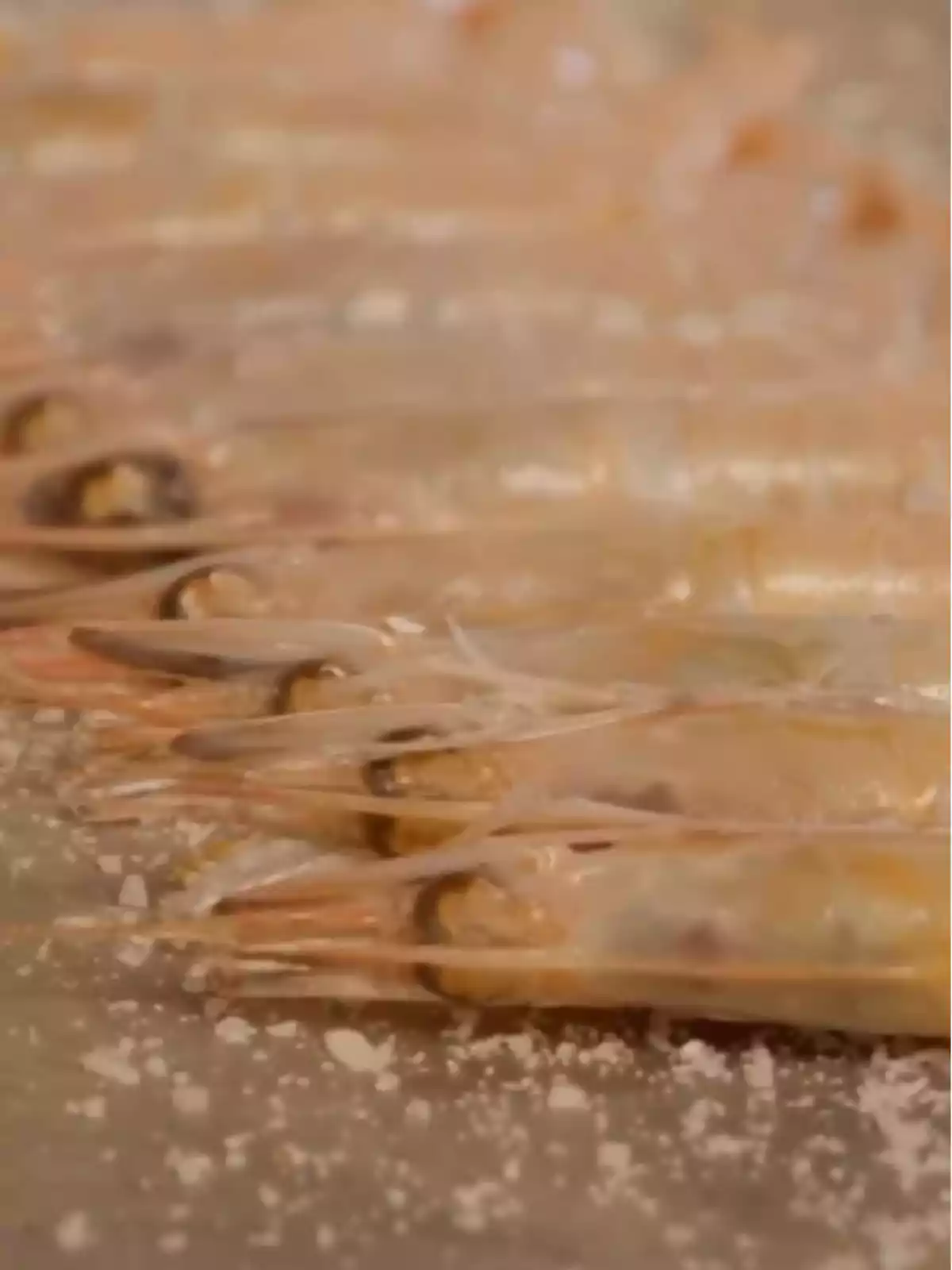 Fresh shrimp lined up on a bed of salt Fresh shrimp lined up on a bed of salt