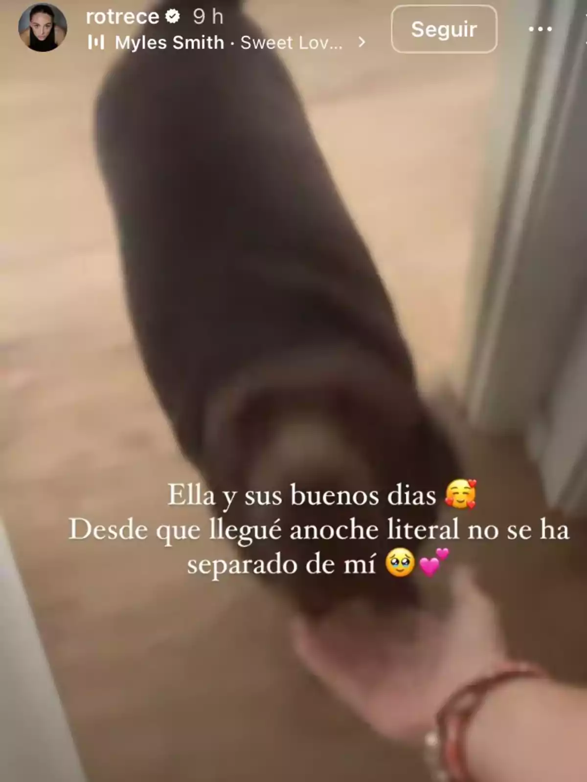 Gos cobert amb una manta marró acostant-se a una persona que li allarga la mà en un passadís il·luminat Gos cobert amb una manta marró acostant-se a una persona que li allarga la mà en un passadís il·luminat