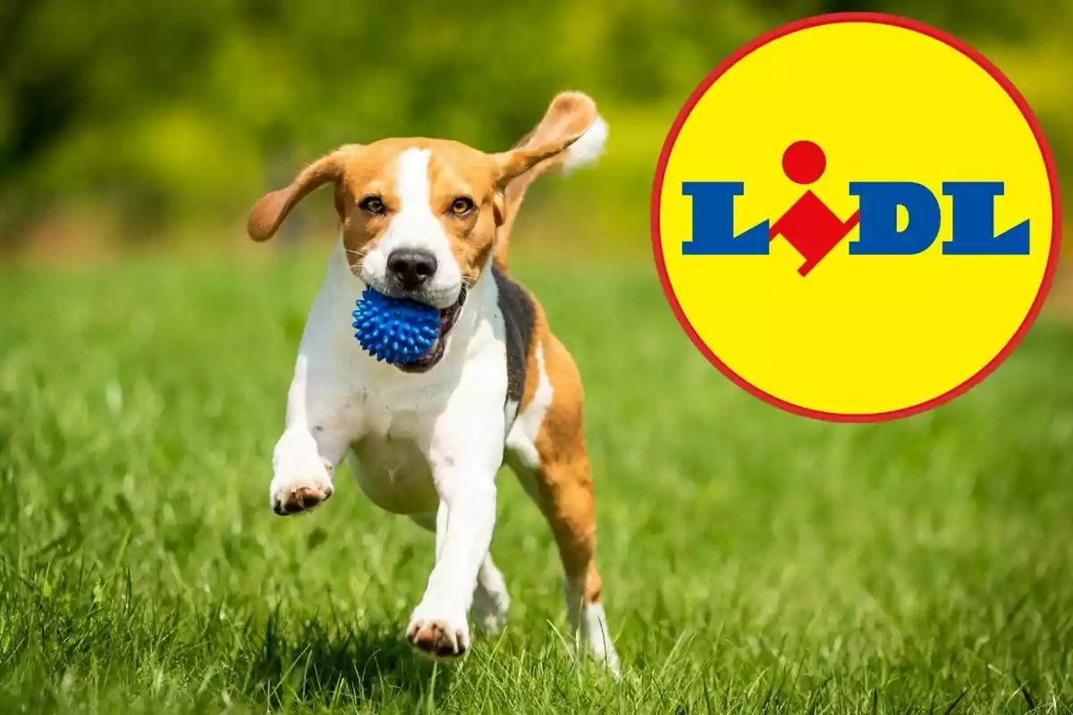 Gos corrent sobre gespa amb una pilota blava a la boca i el logotip de Lidl a la cantonada dreta Gos corrent sobre gespa amb una pilota blava a la boca i el logotip de Lidl a la cantonada dreta