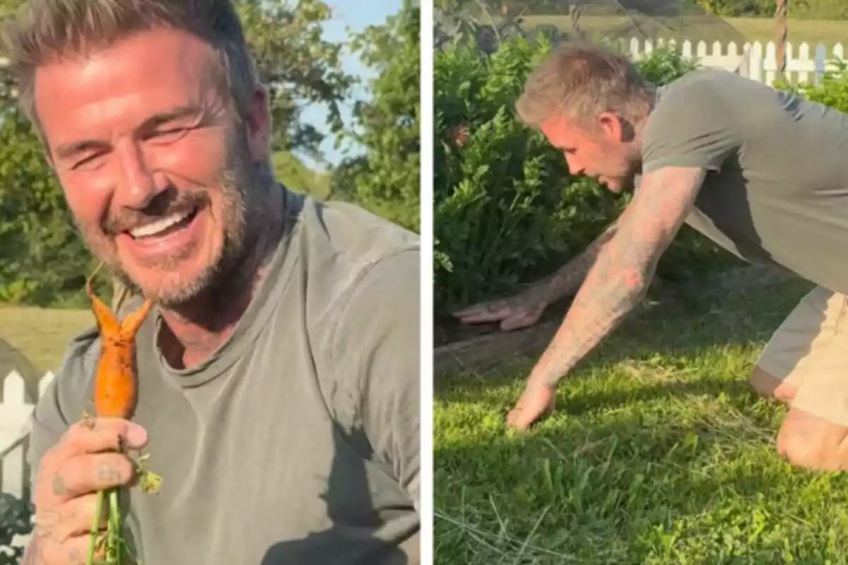 David Beckham, smiling, holds a peculiarly shaped carrot while crouching in a garden, working among the plants. David Beckham, smiling, holds a peculiarly shaped carrot while crouching in a garden, working among the plants.
