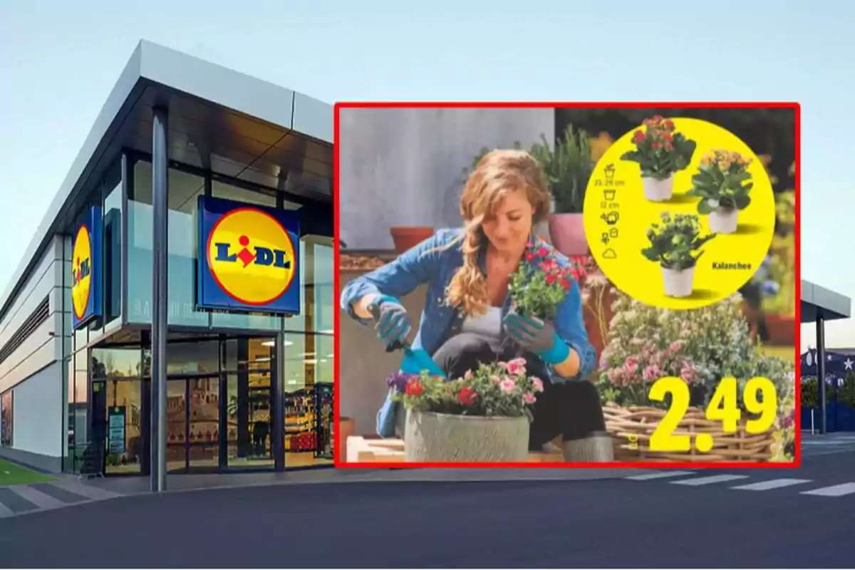 Façana d’una botiga Lidl amb un anunci de plantes kalanchoe en oferta per 2,49 euros i una dona jardinera trasplantant flors. Façana d’una botiga Lidl amb un anunci de plantes kalanchoe en oferta per 2,49 euros i una dona jardinera trasplantant flors.