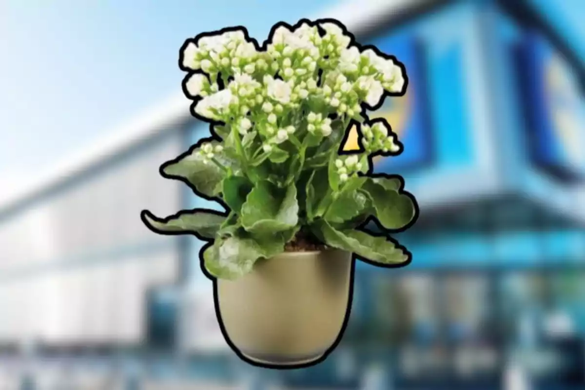 Test de color beix amb planta de flors blanques i fulles verdes en primer pla sobre un fons d’edifici desenfocat Test de color beix amb planta de flors blanques i fulles verdes en primer pla sobre un fons d’edifici desenfocat