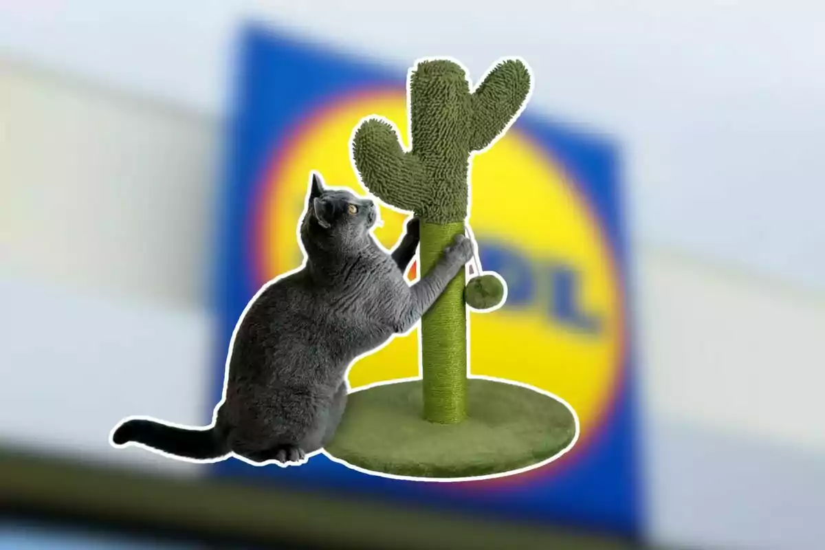 Gato gris usando un rascador con forma de cactus frente a un letrero borroso de una tienda Gato gris usando un rascador con forma de cactus frente a un letrero borroso de una tienda