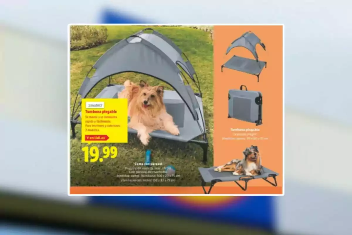 Perro acostado en una tumbona plegable gris con parasol en un jardín junto a imágenes del producto plegado y otro perro usando la tumbona sobre un fondo naranja con información de precio y características Perro acostado en una tumbona plegable gris con parasol en un jardín junto a imágenes del producto plegado y otro perro usando la tumbona sobre un fondo naranja con información de precio y características