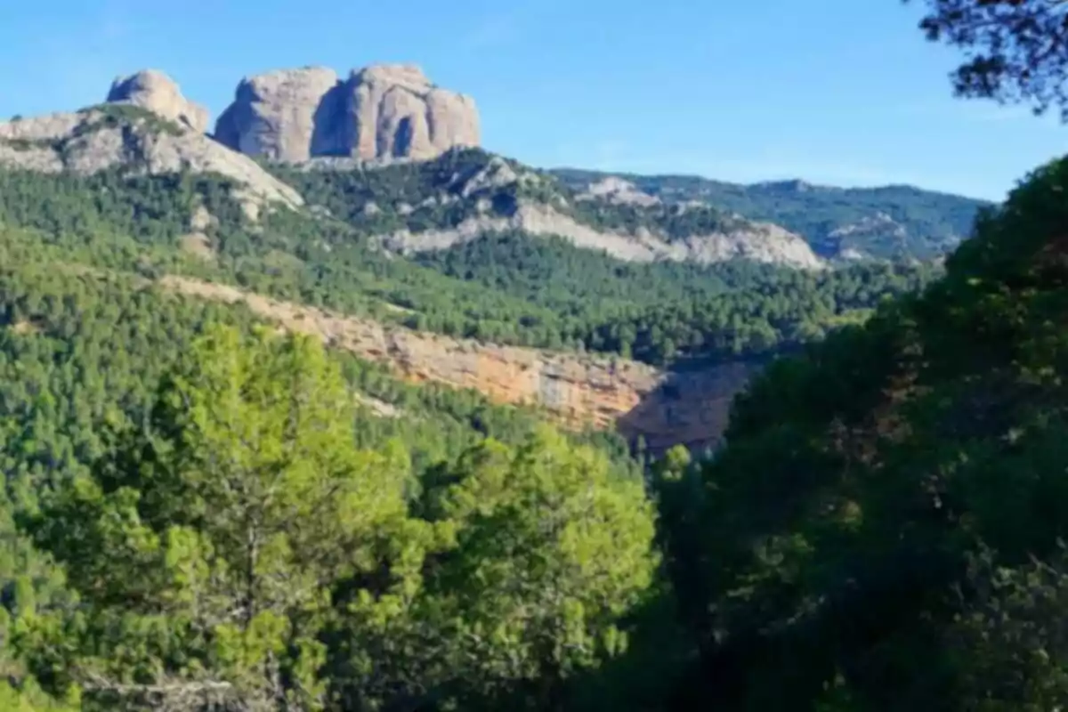 Muntanyes rocoses al fons amb un dens bosc de pins en primer pla sota un cel serè Muntanyes rocoses al fons amb un dens bosc de pins en primer pla sota un cel serè