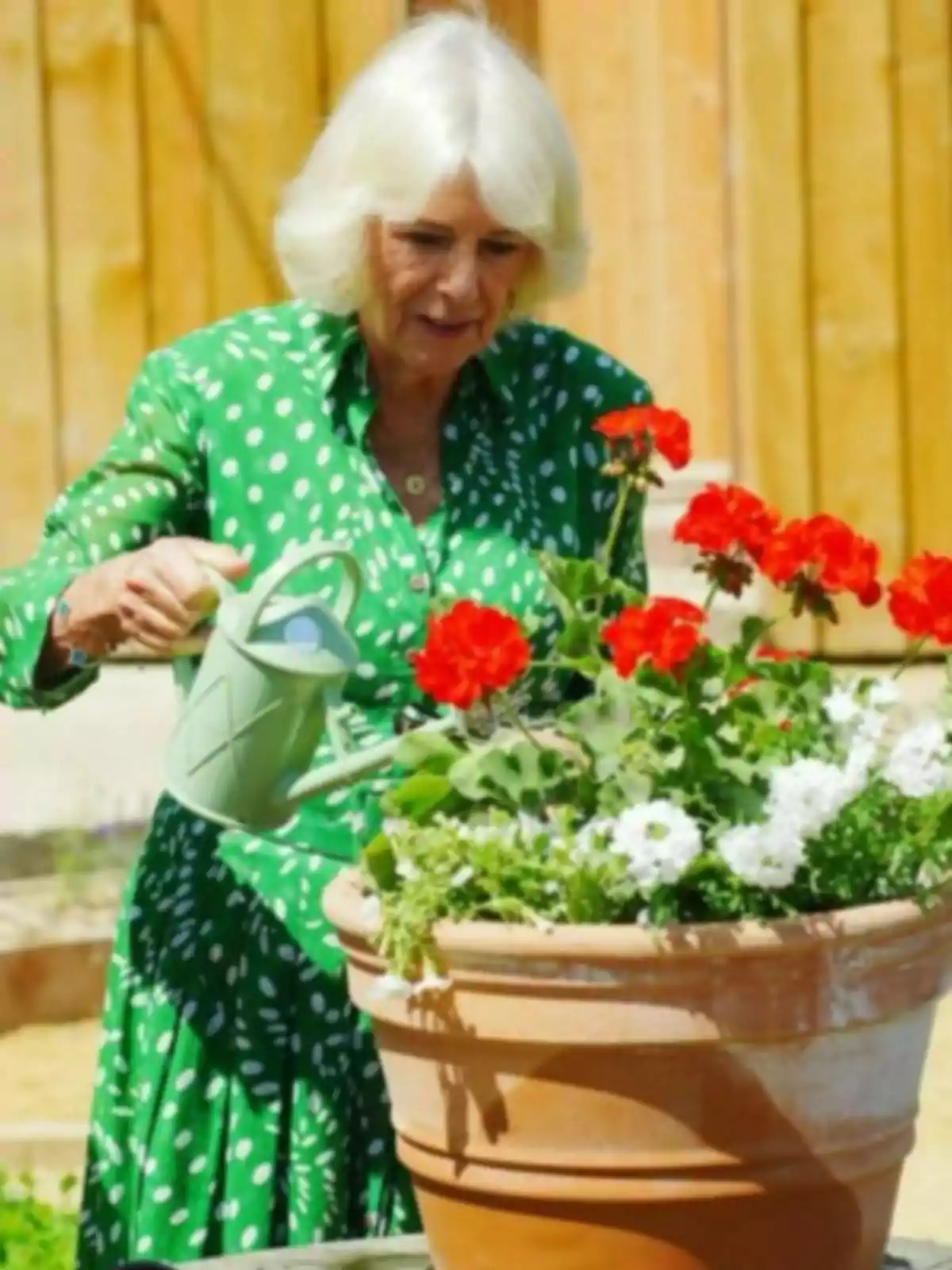 La reina Camila amb un vestit verd de punts blancs rega flors vermelles i blanques en un test gran de fang en un jardí La reina Camila amb un vestit verd de punts blancs rega flors vermelles i blanques en un test gran de fang en un jardí
