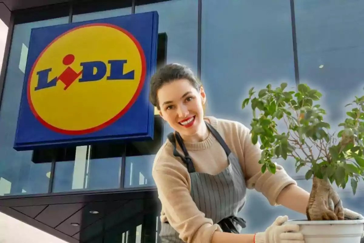 Dona somrient amb davantal sostenint un test amb una planta davant d’una botiga Lidl Dona somrient amb davantal sostenint un test amb una planta davant d’una botiga Lidl