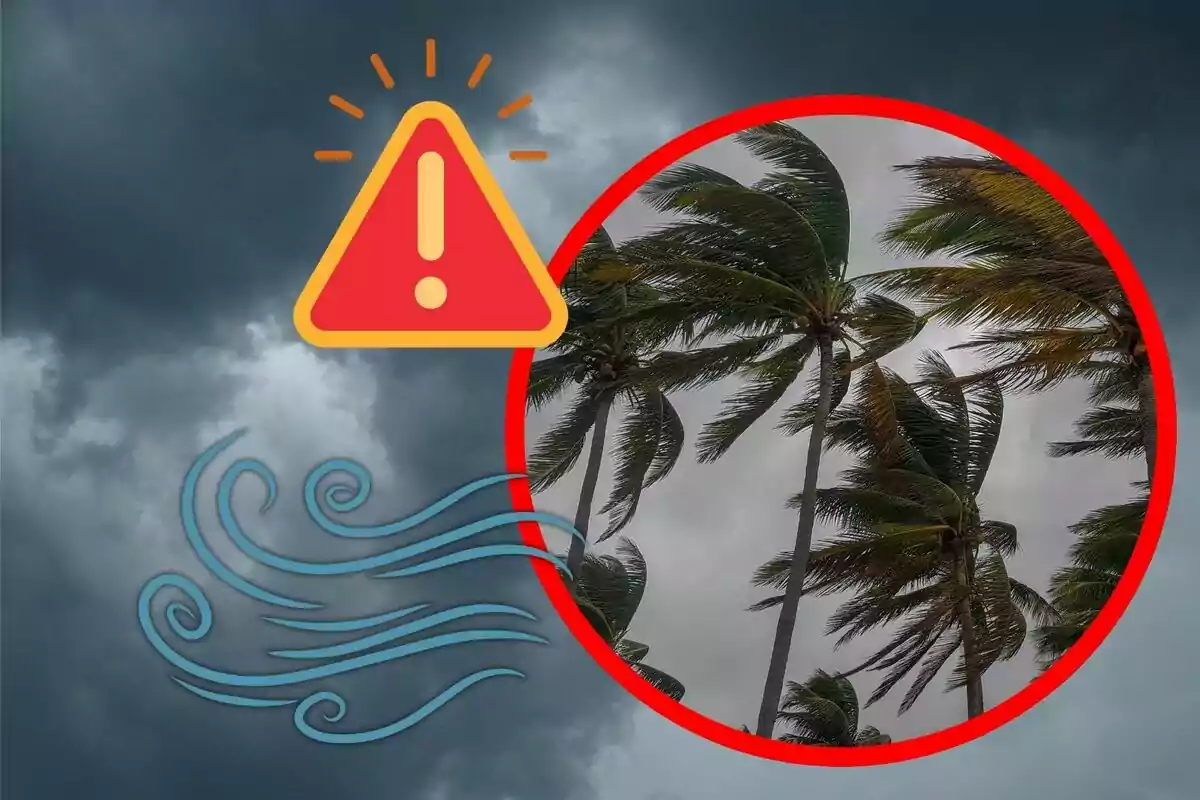Advertencia de vientos fuertes con palmeras inclinadas y cielo nublado Advertencia de vientos fuertes con palmeras inclinadas y cielo nublado