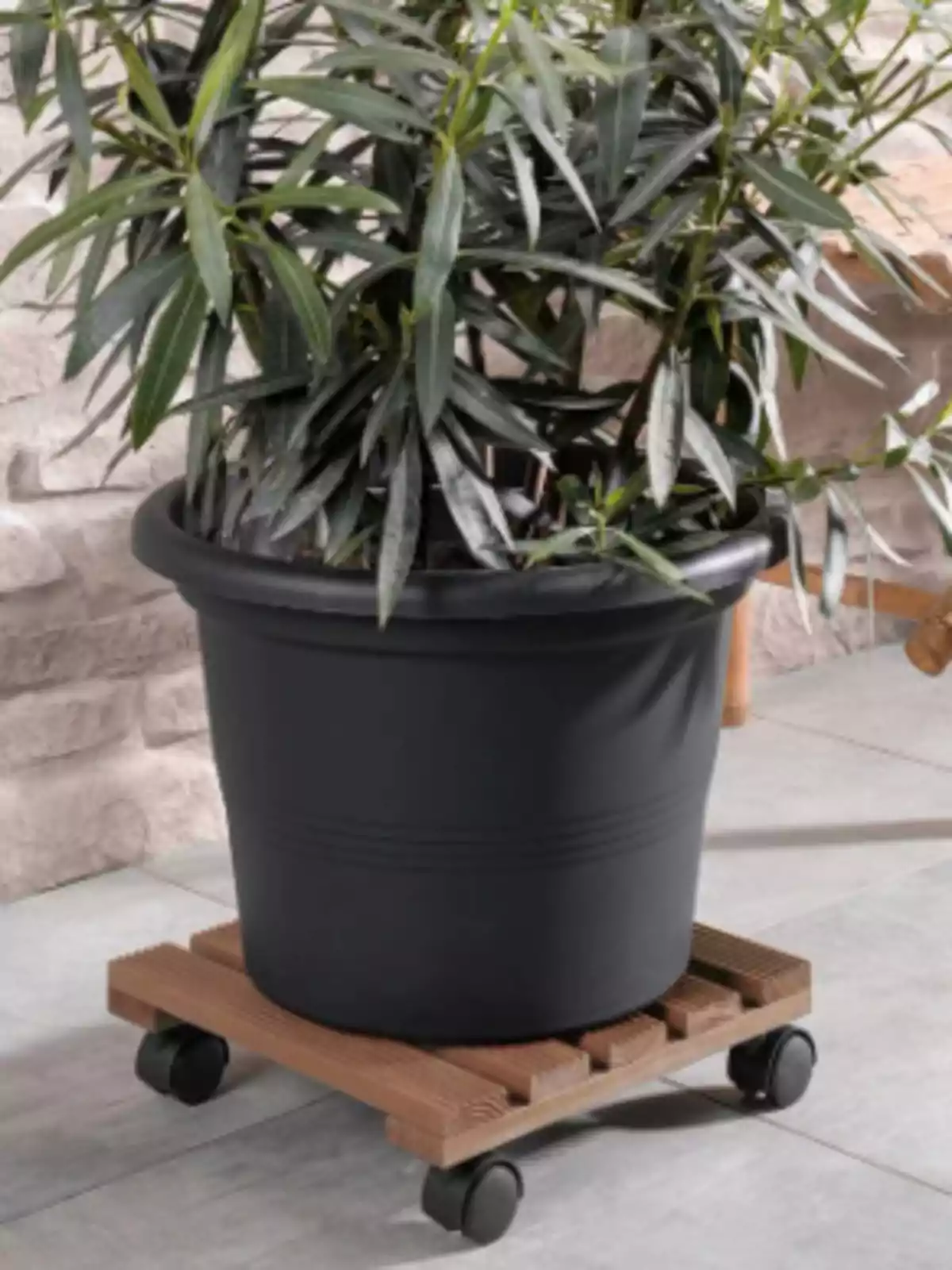 Test de flors negre amb planta de fulles allargades sobre una base de fusta amb rodes en un ambient interior Test de flors negre amb planta de fulles allargades sobre una base de fusta amb rodes en un ambient interior