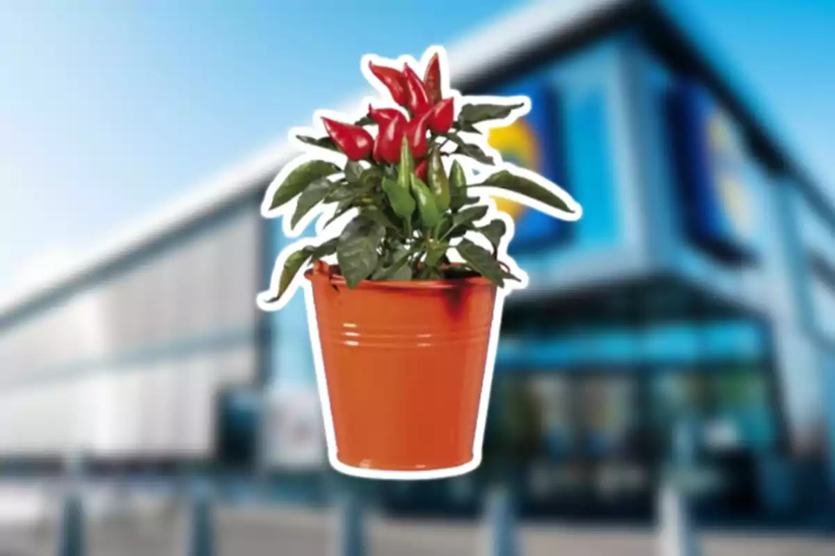 Test de terracota taronja amb planta de bitxos vermells i verds davant d’un edifici desenfocat