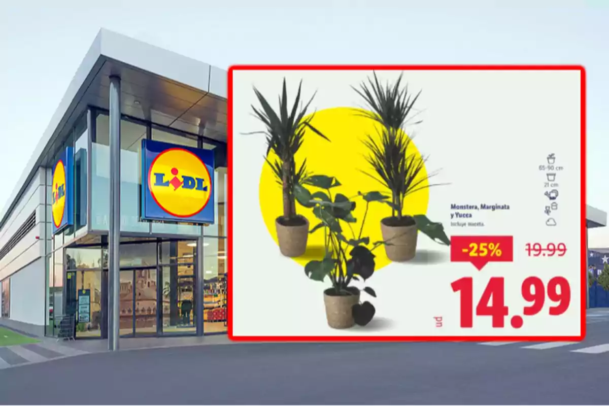 Façana d’una botiga Lidl amb un cartell promocional de plantes en oferta a 14,99 euros amb un descompte del 25 per cent. Façana d’una botiga Lidl amb un cartell promocional de plantes en oferta a 14,99 euros amb un descompte del 25 per cent.