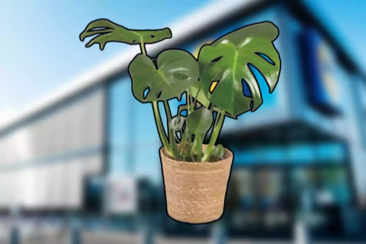 Test amb planta de fulles grans verdes davant d’un edifici modern desenfocat Test amb planta de fulles grans verdes davant d’un edifici modern desenfocat