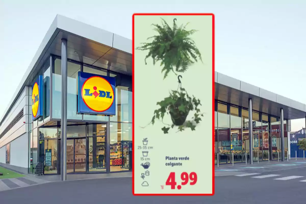 Façana d’una botiga Lidl amb un anunci de plantes verdes penjants a 4,99 euros Façana d’una botiga Lidl amb un anunci de plantes verdes penjants a 4,99 euros